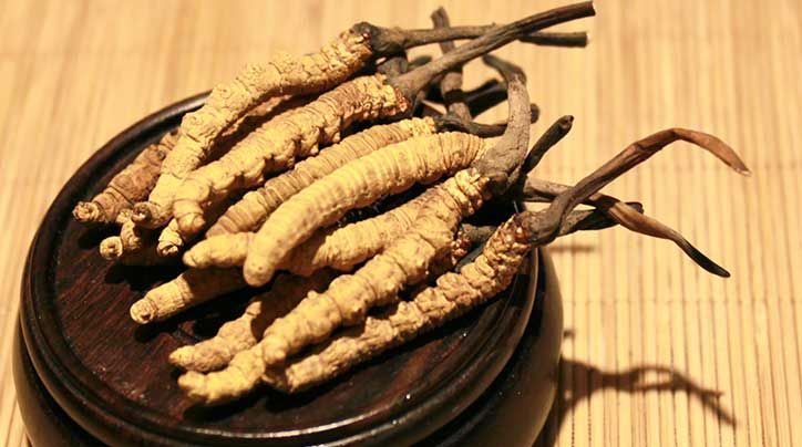 冬蟲夏草的價格一克：為何如此昂貴？