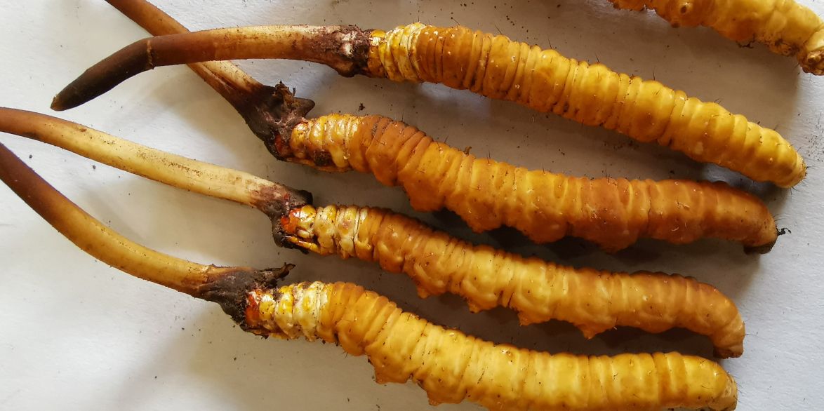 冬蟲夏草泡酒最佳配方：滋補(bǔ)養(yǎng)生，強(qiáng)身健體