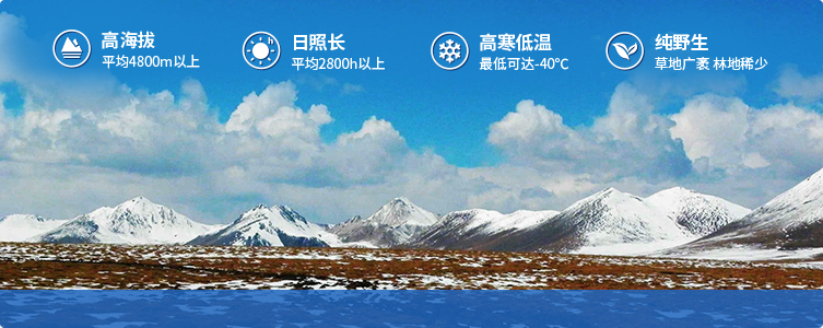 為什么說(shuō)西藏那曲的冬蟲(chóng)夏草，是品質(zhì)最好的蟲(chóng)草！