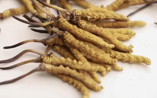 水溫決定營(yíng)養(yǎng)！冬蟲夏草鮮草泡水溫度全解析?