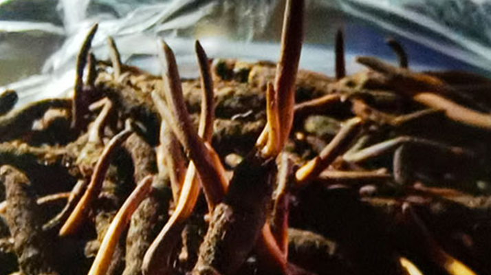 吃鮮的冬蟲夏草會(huì)上火嗎？一文說清