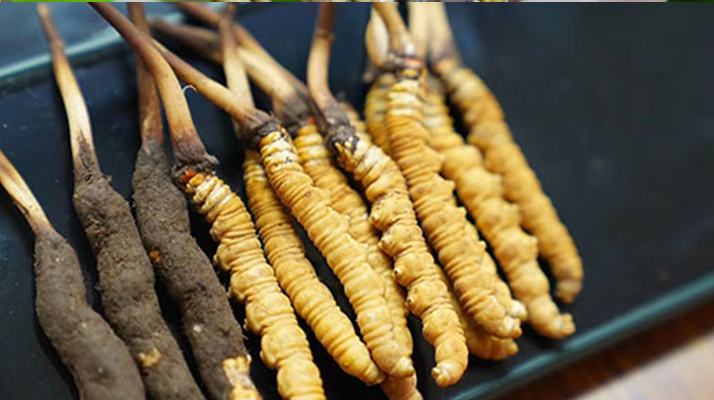 冬蟲夏草鮮草吃多久？科學(xué)食用周期與效果解析