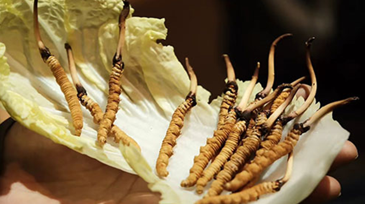 冬蟲夏草：干草與鮮草的終極對(duì)比，哪種更適合你？