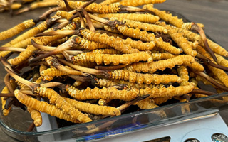 冬蟲(chóng)夏草鮮草的黃金食用期，你知道嗎？