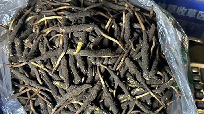 冬蟲夏草可以吃鮮的嗎？一文為你揭秘