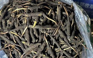 冬蟲夏草可以吃鮮的嗎？一文為你揭秘