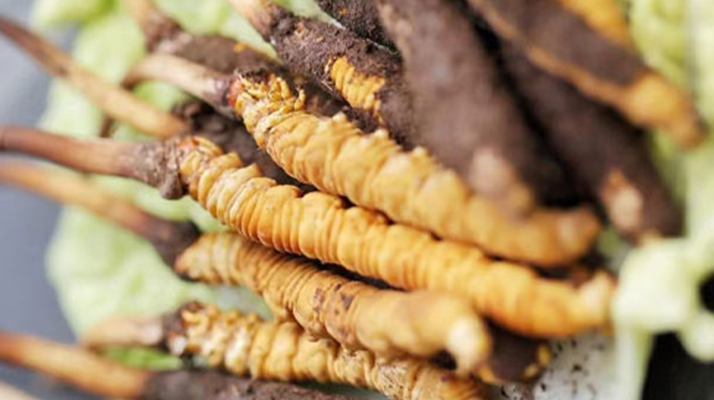 冬蟲夏草鮮草可以生吃嗎？一文解讀食用真相