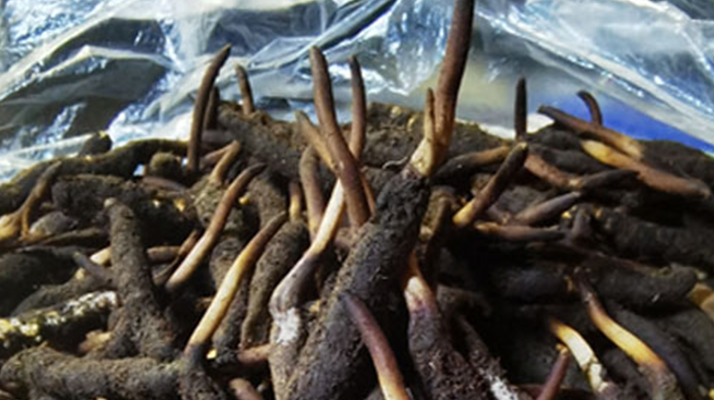 冬蟲夏草鮮草能不能泡酒？科學(xué)解析與實(shí)用指南