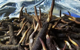 冬蟲夏草鮮草能不能泡酒？科學(xué)解析與實(shí)用指南