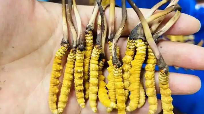 鮮冬蟲夏草出水怎么辦？實用處理指南