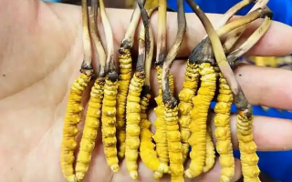 鮮冬蟲(chóng)夏草出水怎么辦？實(shí)用處理指南