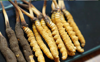 好冬蟲夏草多少錢一斤？價(jià)格全解析