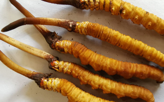 冬蟲夏草鮮草價(jià)格多少？揭秘其背后的定價(jià)密碼