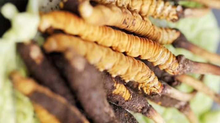 冬蟲(chóng)夏草鮮草的色彩密碼：解碼自然饋贈(zèng)的獨(dú)特印記