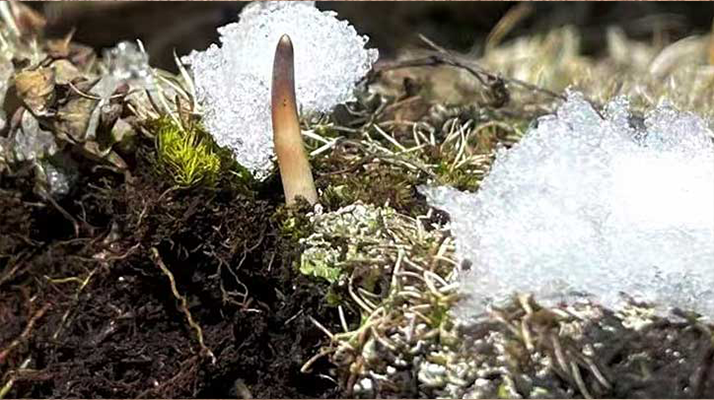 冰鮮的冬蟲夏草還能吃嗎？一文讀懂食用真相? ? ? ?