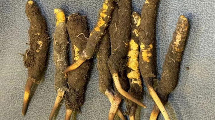 野生冬蟲夏草一斤多少錢？多維度價格解析