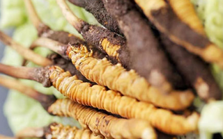 鮮蟲(chóng)草一根多少錢？多因素交織下的價(jià)格剖析