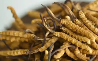 野生冬蟲夏草的多重價(jià)值:從傳統(tǒng)藥用到現(xiàn)代養(yǎng)生