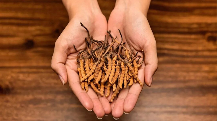 冬蟲夏草怎么食用效果好？掌握這些方法發(fā)揮最大功效