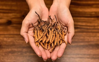 冬蟲(chóng)夏草怎么食用效果好？掌握這些方法發(fā)揮最大功效