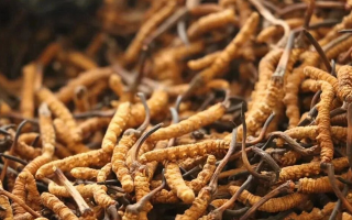 冬蟲夏草的功效與用量：科學滋補的關(guān)鍵指南