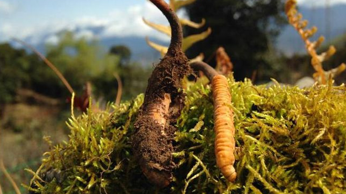 如何挑選新鮮冬蟲夏草？掌握這幾個關(guān)鍵要點