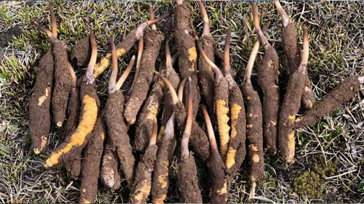 <a href=http://www.tgly8188.com/xinxian/ target=_blank class=infotextkey>新<a href=http://www.tgly8188.com/xinxian/ target=_blank class=infotextkey>鮮冬蟲夏草</a></a>科學(xué)晾干指南