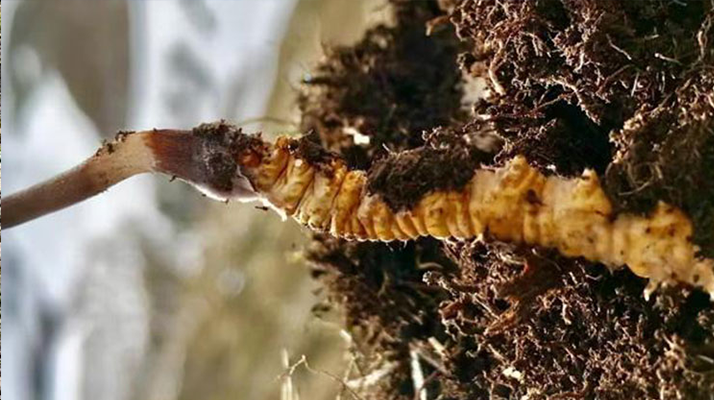 <a href=http://www.tgly8188.com/xinxian/ target=_blank class=infotextkey>新<a href=http://www.tgly8188.com/xinxian/ target=_blank class=infotextkey>鮮冬蟲夏草</a></a>干刷技巧全解析