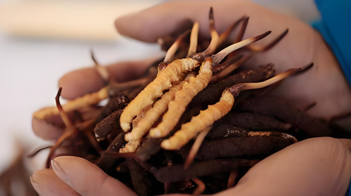 小孩可以喝冬蟲夏草嗎？科學(xué)看待兒童滋補問題