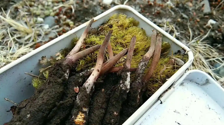 冬蟲(chóng)夏草怎么辨別養(yǎng)殖的？掌握 5 大鑒別要點(diǎn)