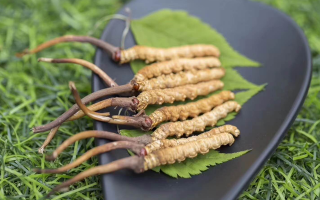 新鮮松茸冬蟲夏草怎么吃？滋補(bǔ)雙珍的美味搭配指南