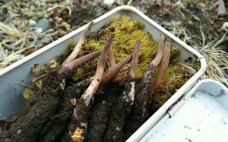 冬蟲(chóng)夏草怎么辨別養(yǎng)殖的？掌握 5 大鑒別要點(diǎn)