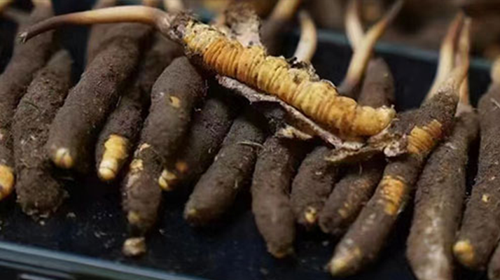 冬蟲夏草適合哪些人群？精準(zhǔn)滋補指南