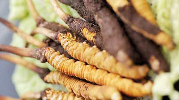 新鮮冬蟲夏草:滋補(bǔ)養(yǎng)生的時(shí)令珍品
