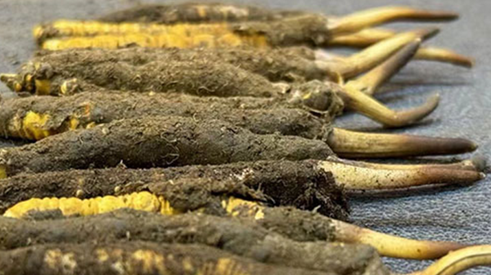 一根鮮<a href=http://www.tgly8188.com/jiage/ target=_blank class=infotextkey>冬蟲夏草多少錢</a>？影響價格的核心因素解析