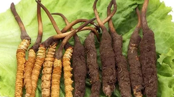 真空鎖鮮:<a href=http://www.tgly8188.com/xinxian/ target=_blank class=infotextkey>新<a href=http://www.tgly8188.com/xinxian/ target=_blank class=infotextkey>鮮冬蟲夏草</a></a>的科學保存方法