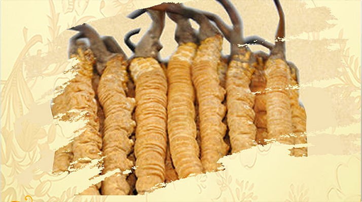<a href=http://www.tgly8188.com/ target=_blank class=infotextkey>冬蟲夏草</a>夏天如何保存