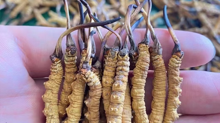 一盒冬蟲夏草多少錢？從規(guī)格到定位的價(jià)格解析