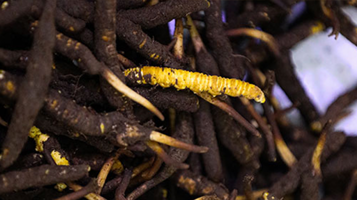 新鮮冬蟲夏草可以冷凍嗎？科學(xué)保存指南來了