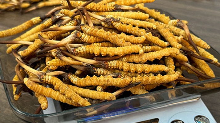 冬蟲夏草小孩可以服用嗎？科學(xué)判斷與服用指南