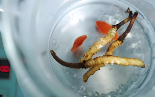 人參冬蟲夏草枸杞泡酒：古法釀就的滋補佳釀