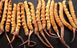 深圳冬蟲(chóng)夏草價(jià)格指南：一克多少錢(qián)？