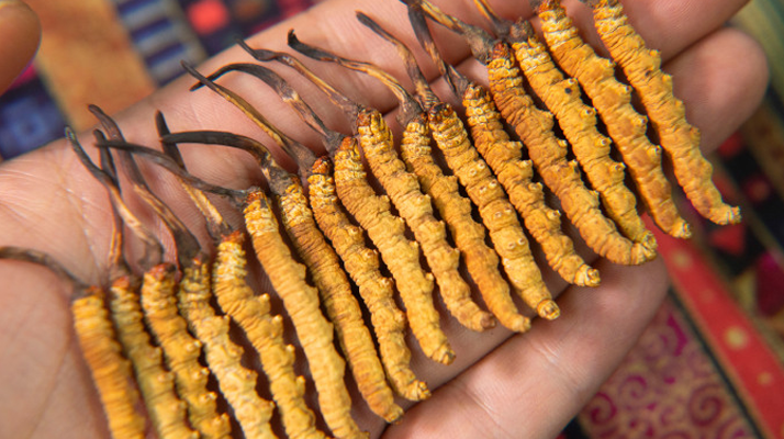 冬蟲夏草幾年保質期?不同形態(tài)與儲存方式影響詳解