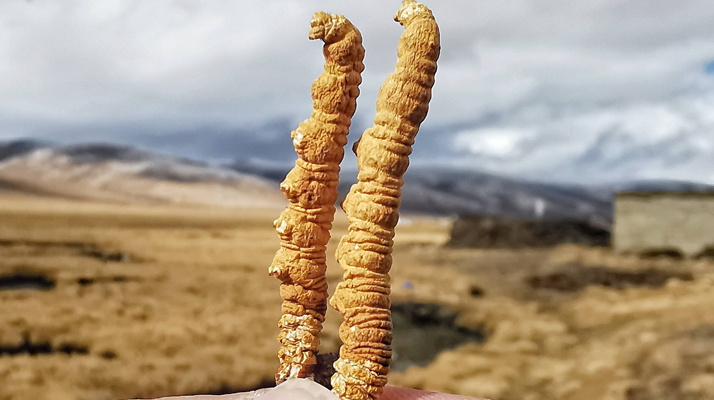 冬蟲(chóng)夏草干了之后什么樣？