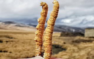 冬蟲(chóng)夏草干了之后什么樣？從外觀(guān)到特性全解析