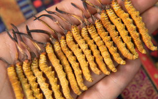 冬蟲夏草幾年保質期?不同形態(tài)與儲存方式影響詳解