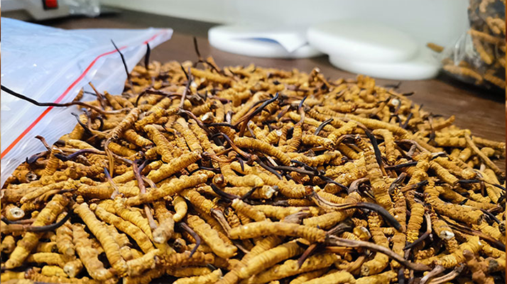 冬蟲夏草：泡水喝還是煮一下？兩種食用方式的全面對比