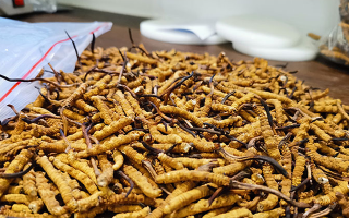 冬蟲夏草：泡水喝還是煮一下？兩種食用方式的全面對比