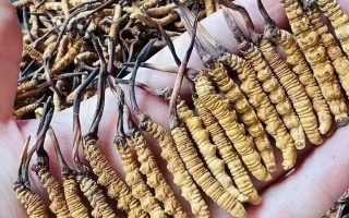 冬蟲夏草燉豬肚:滋補暖身的傳統(tǒng)藥膳做法詳解