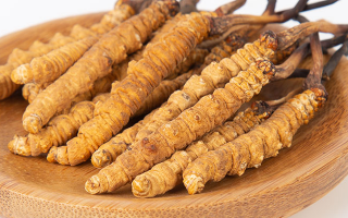 冬蟲夏草，真有那么大效果？